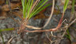 Florida sedge